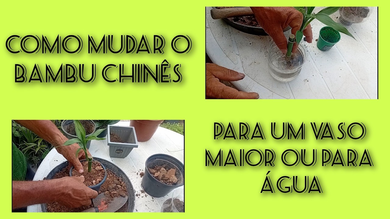 COMO MUDAR O BAMBU-CHINÊS PARA UM VASO MAIOR OU PARA A ÁGUA FÁCIL E RÁPIDO!