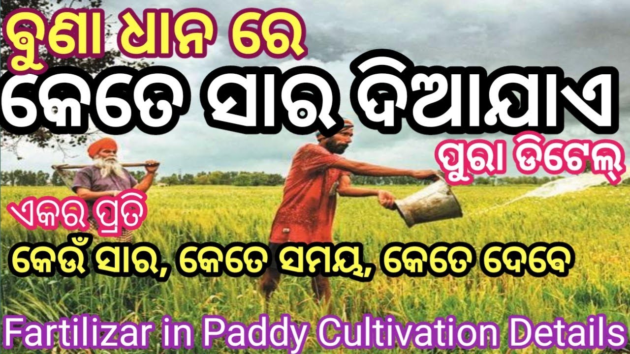 ବୁଣା ଧାନ ରେ କେତେ ସାର ଦିଆଯାଏ // Fartilizar in paddy cultivation details