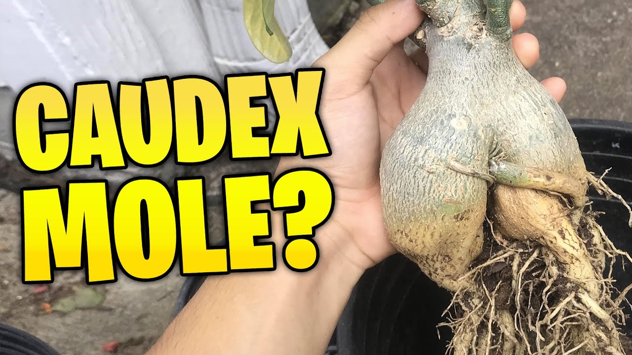 ✅ Métodos eficazes de recuperação para uma rosa do deserto com caudex mole