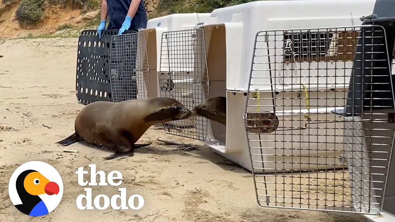 Baby Sea Lion Scared To Go Back To The Ocean Gets A Little Help From Her Best Friend | The Dodo