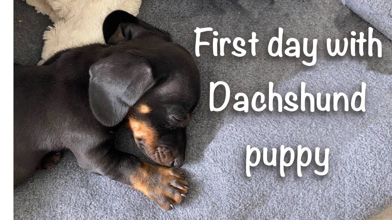 Dachshund puppy meeting some new friends