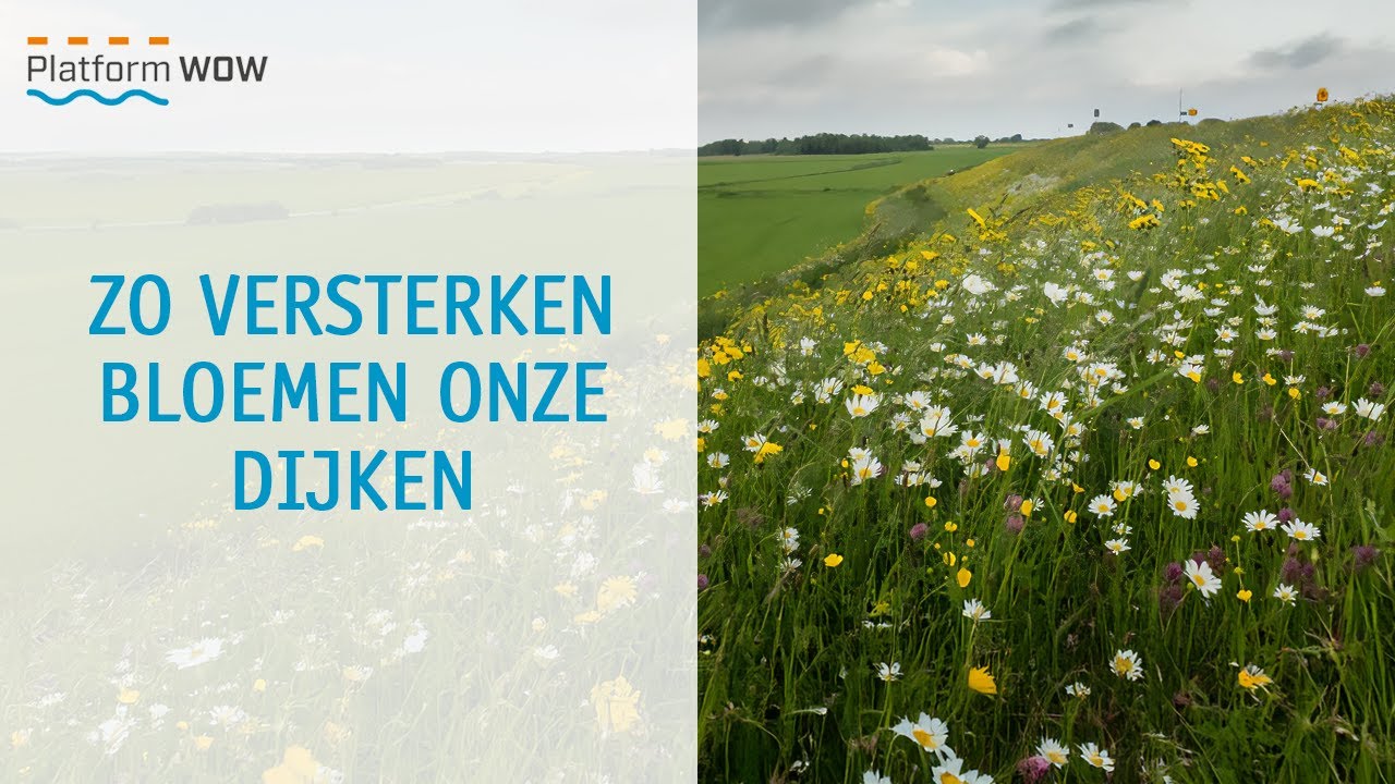 Bloemrijke dijken: niet alleen mooi, maar ook nuttig | Waterwebinars 2025 | 31-10-2025