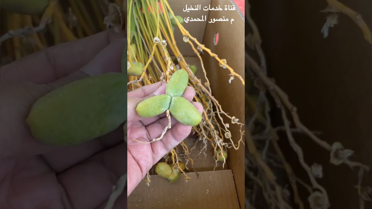 جداد نخلة البيض من النخيل القديم المشهور بالمدينة المنورة 