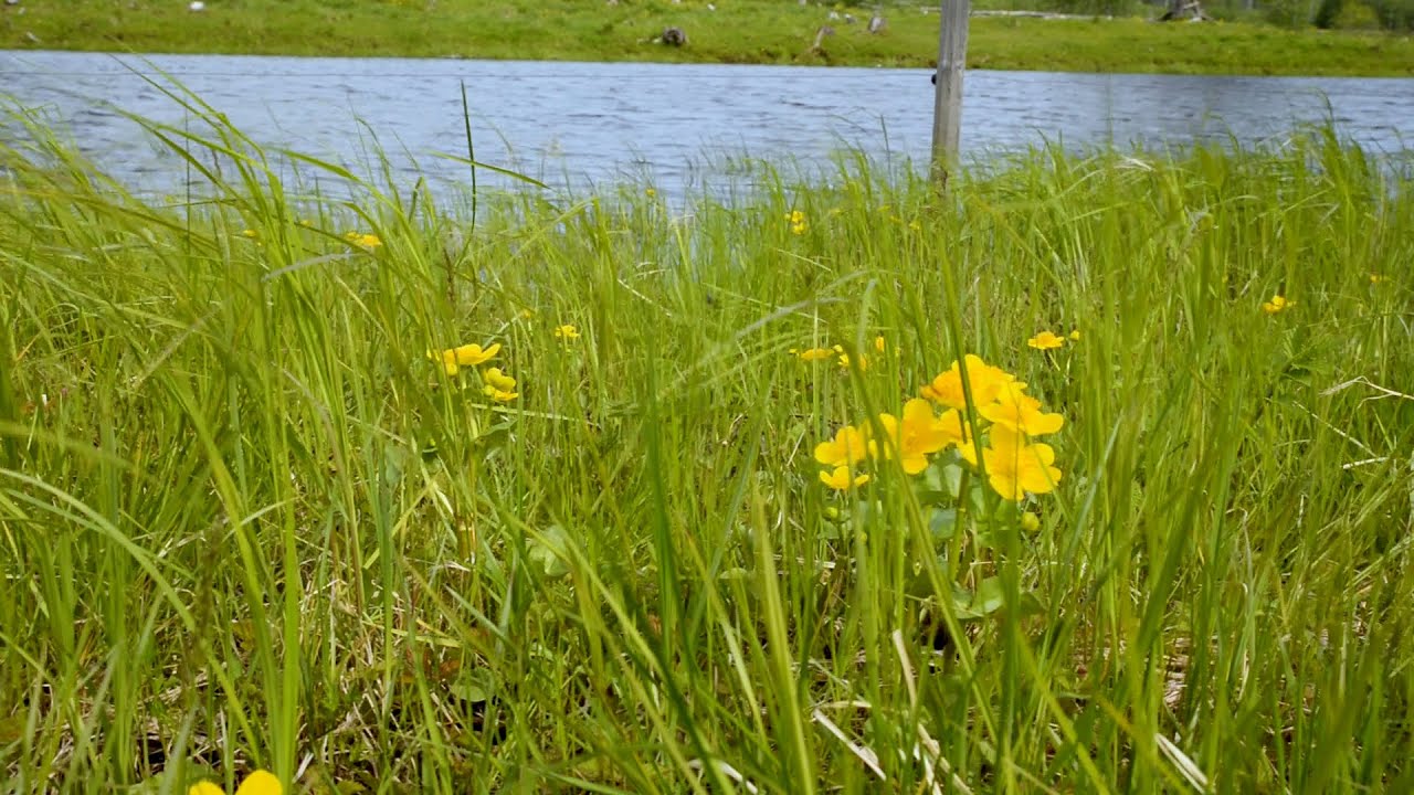 Matkompassen - naturbetesmarker är viktiga för den biologiska mångfalden