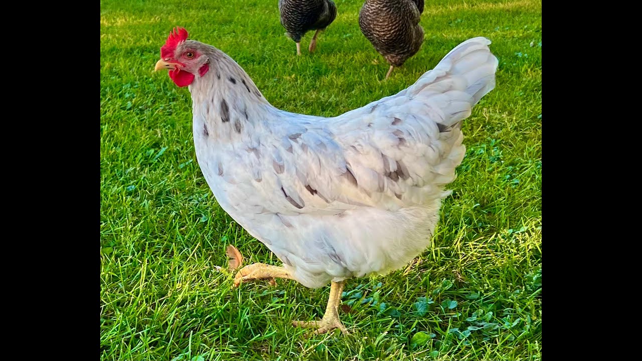 4 Month Update - Sapphire Splash Chickens