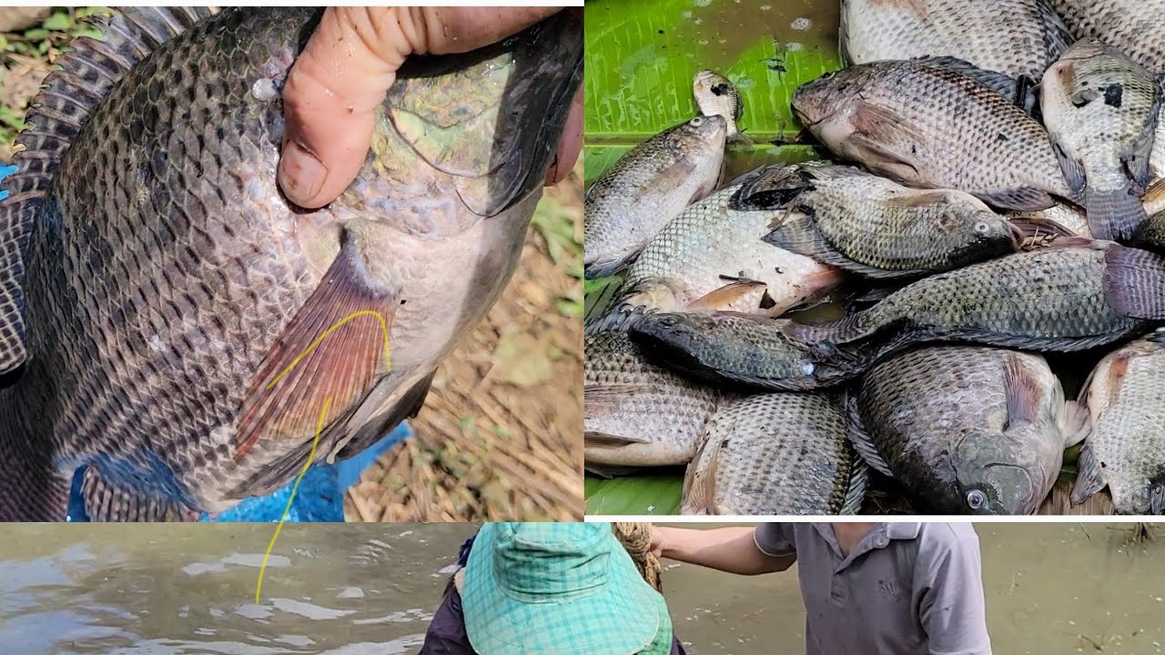 Nyob zoo hnub no mus txhom ntses lawm nb. 