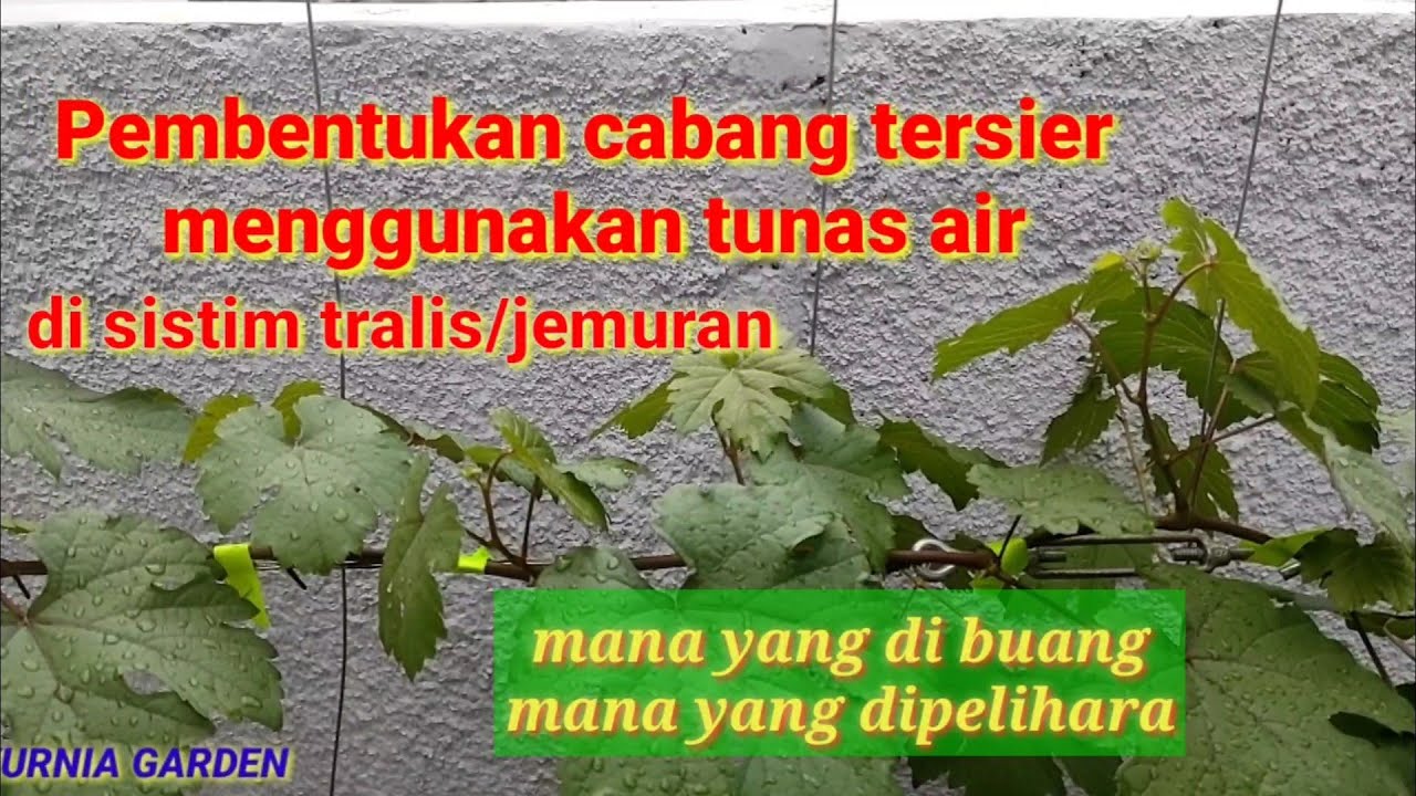 Pembentukan Cabang Tersier Menggunakan Tunas Air Di Sistim Tralis