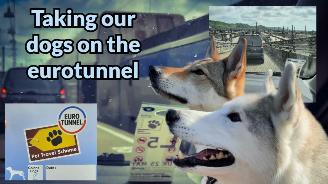 Will we get through the eurotunnel from France to England with 2 dogs?