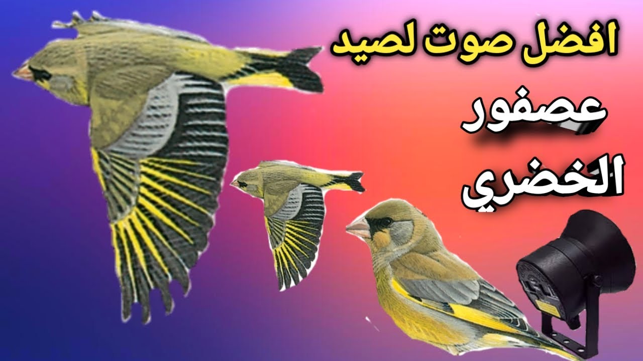 أفضل صوت لصيد عصفور الخضري 2022