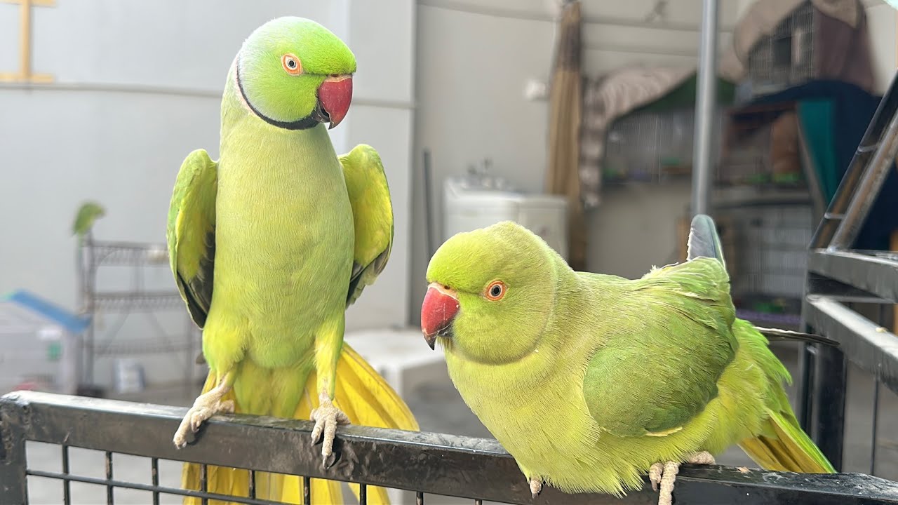 Indian Ringneck Talking Parrot 