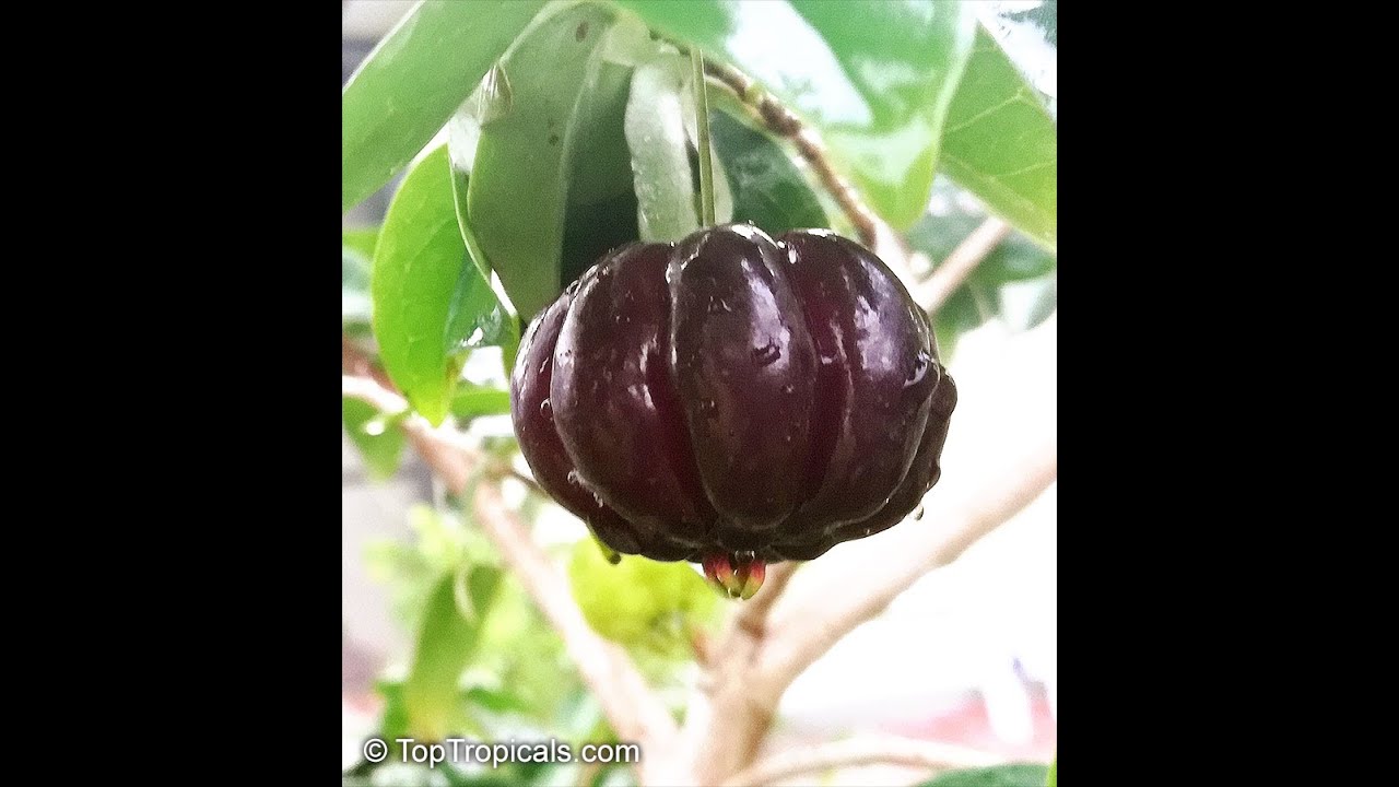 How to grow Black Surinam Cherry Lolita