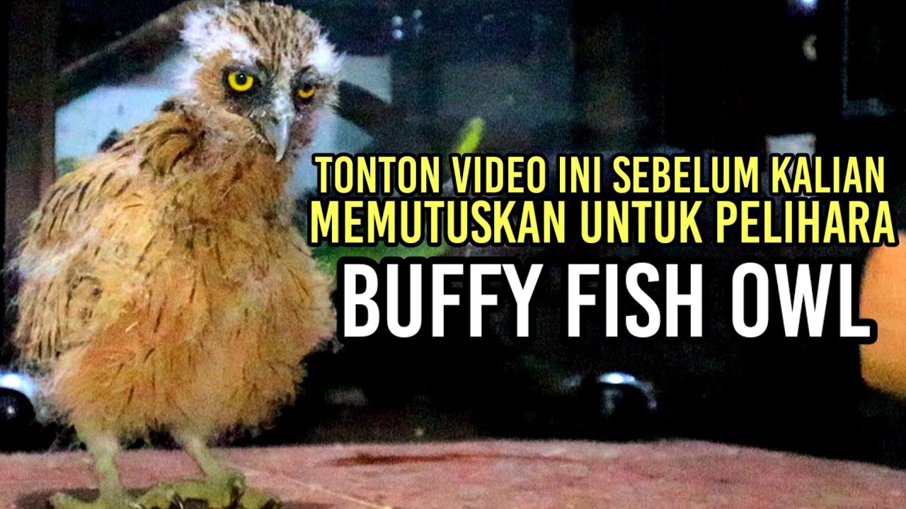 CARA MERAWAT BURUNG HANTU KETUPA KETUPU | Buffy fish owl | Burung Hantu Master Limbad