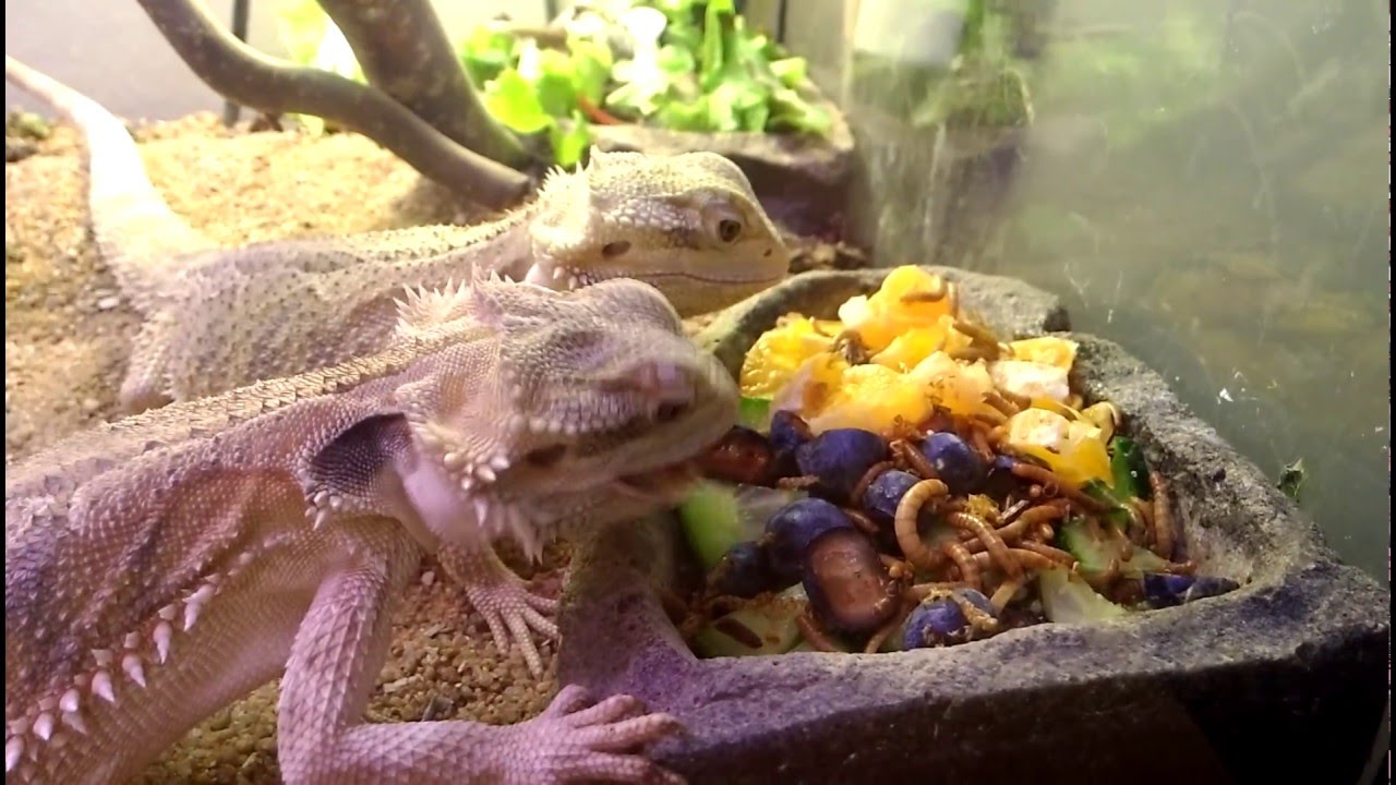 Bearded Dragon's - Meal Time