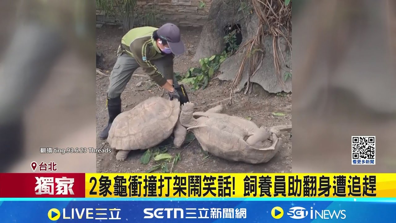 是多氣? 動物園2象龜打架翻身 飼養員無奈勸架 2象龜衝撞打架鬧笑話! 飼養員助翻身遭追趕｜記者 李汶諭 粘菀瑄│新聞一把抓20251202│三立新聞台
