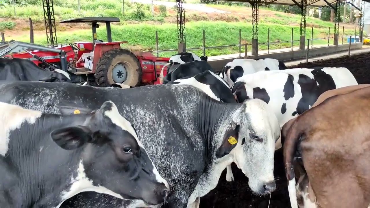 Vendemos algumas Vacas 1/2 Sangue + Qual peso Desmamamos nossas Bezerras!!