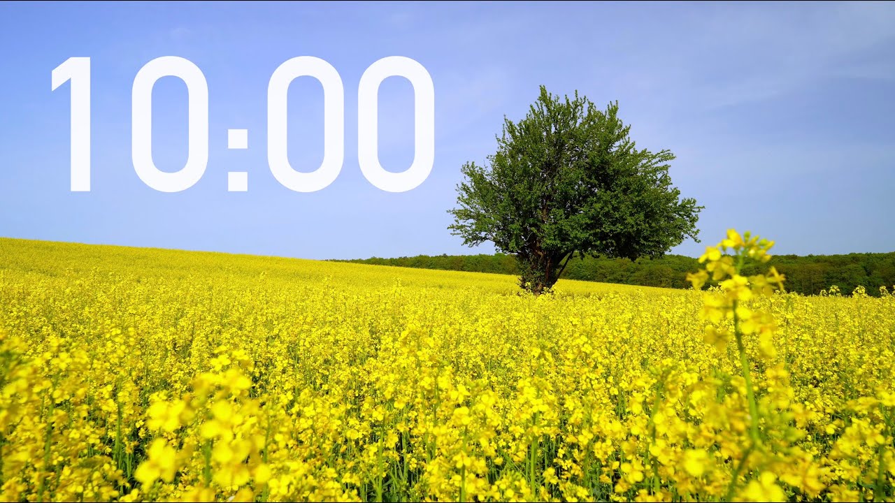 10 Minute Timer 🌼 Yellow Rapeseed Field 🎵 with Ambient Calm Music (4K)