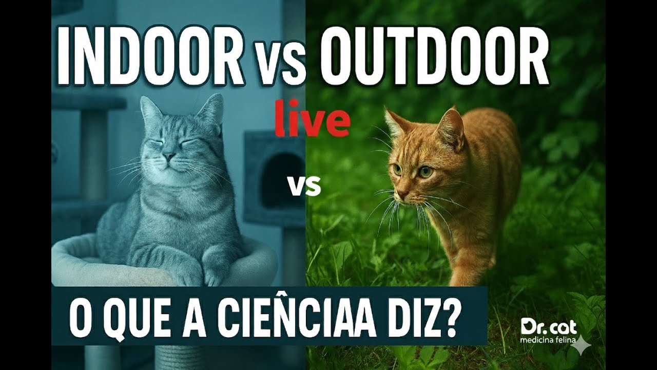 GATOS QUE VIVEM EM CASA, ADOECEM MAIS? O QUE DIZ A CIÊNCIA.
