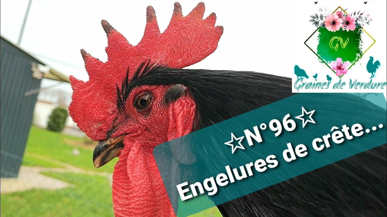☆N°96☆ Soigner les engelures de crête... et Joyeux Noël !