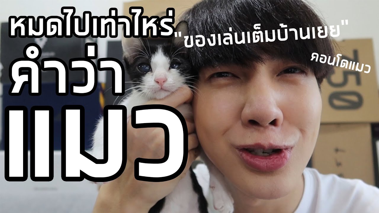 หมดไปเท่าไหร่กับคำว่าแมว... | Zellfie