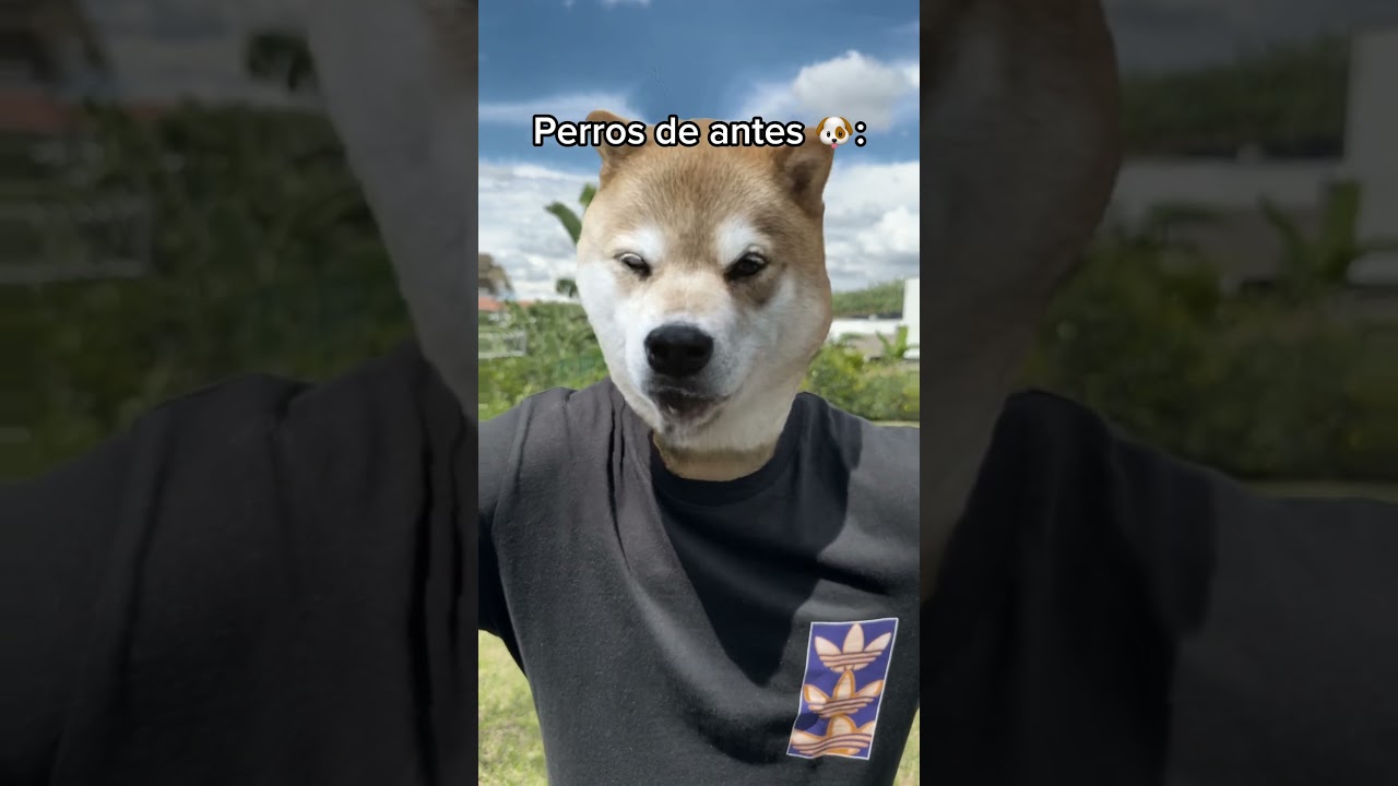 Mi perro es como el segundo 💀🐕 #shorts