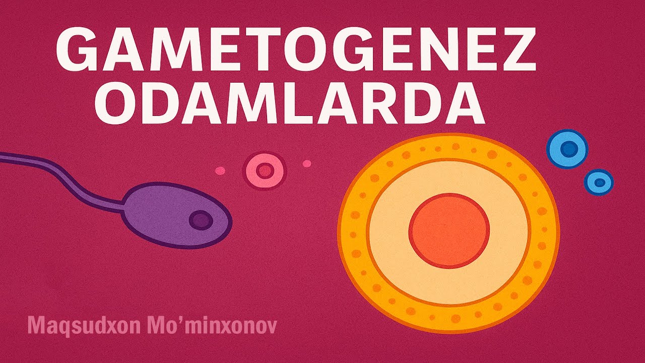 Gametogenez: Jinsiy Hujayralar Qanday Paydo Bo'ladi?