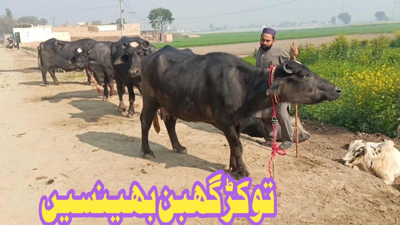  Neeli ki tokar Pregnant Buffalo 03456414876 January 15, 2026