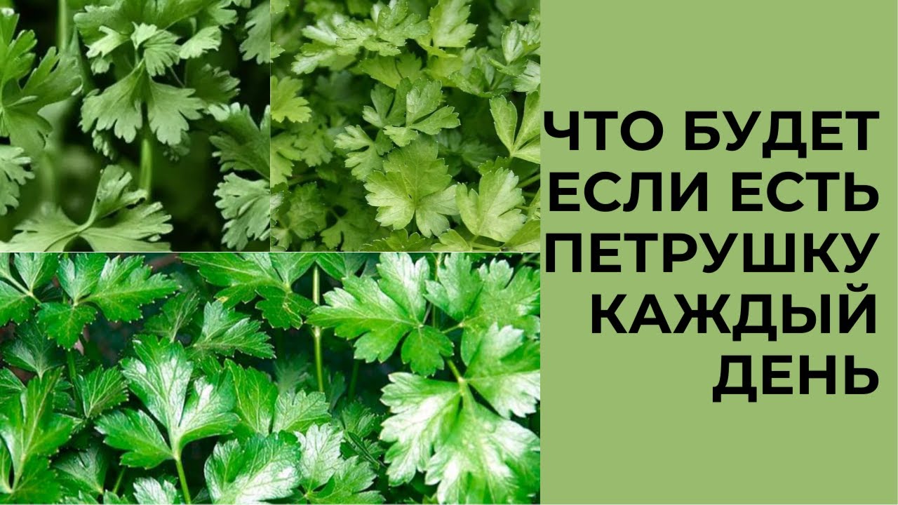 ЧТО БУДЕТ ЕСЛИ ЕСТЬ ПЕТРУШКУ КАЖДЫЙ ДЕНЬ