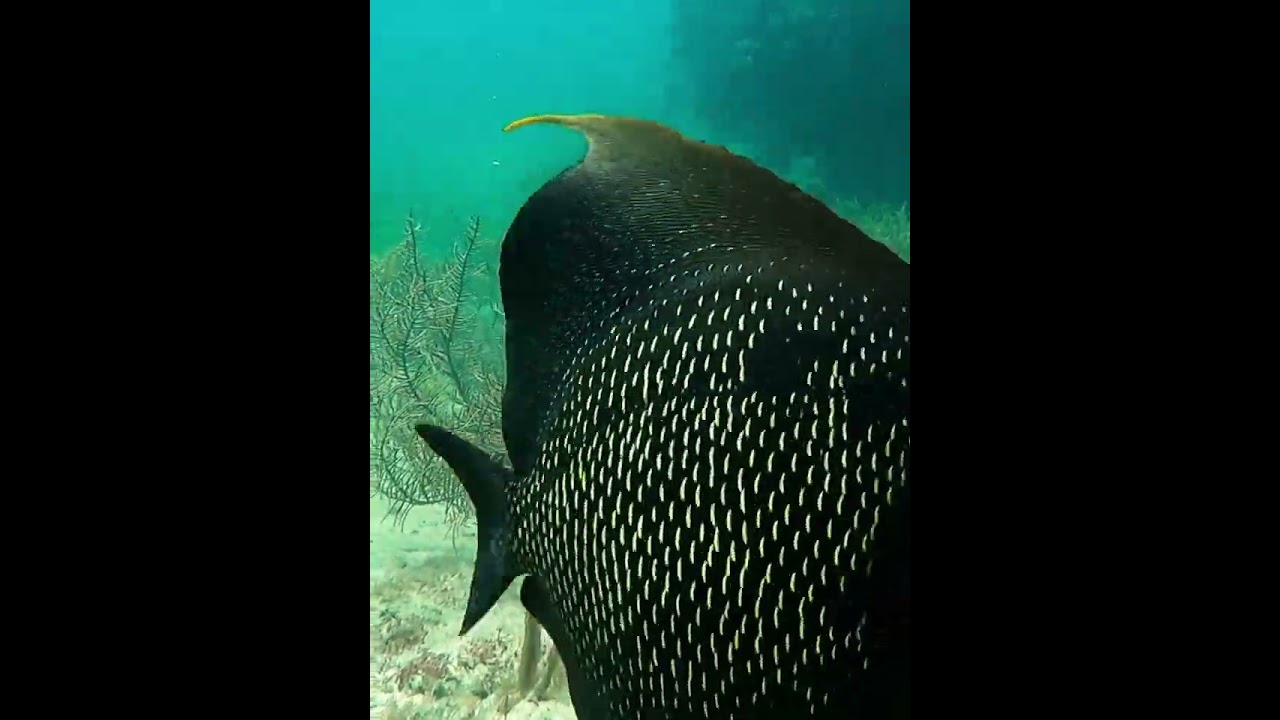 French Angelfish on sea bottom. #fish #reef #underwater #coralreef #reefscape #angelfish #coral