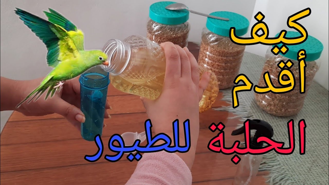 فوائد و منافع الحلبة للطيور و كيفية تقديمها 🦜🦜