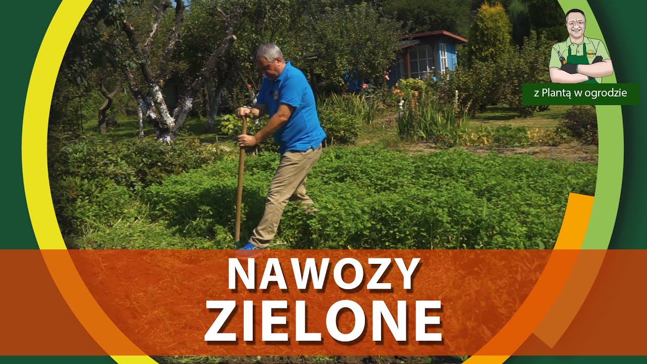 Nawozy zielone - Z PLANTĄ W OGRODZIE