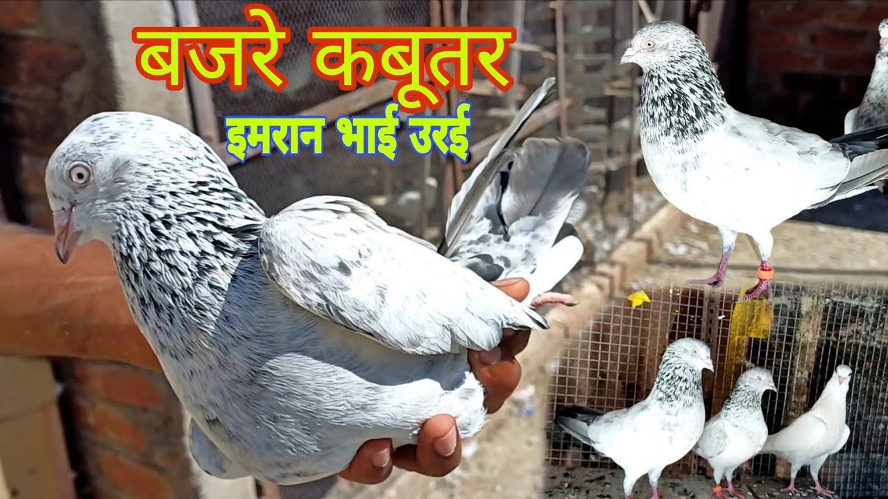 इमरान भाई उरई bajre kabutar original highgflyar #youtube #viral #trending 