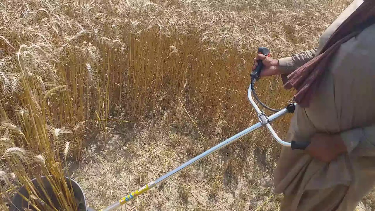 GANDUM KI HATH WALI MACHINE KATAI