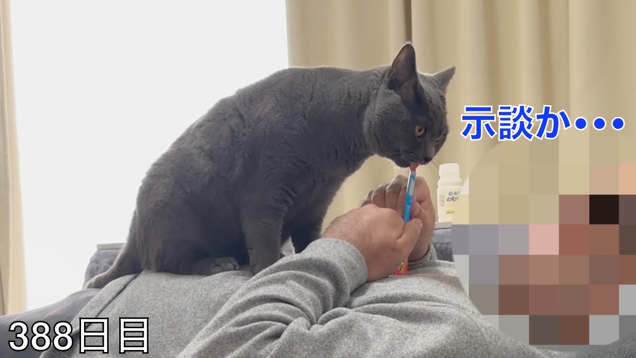 【スコ猫トト君】昨日の傷害事件の件でちゅ〜るで示談交渉を行いました！