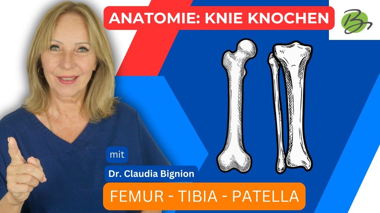 Femur, Tibia, Fibula und Patella | Dr. Claudia Bignion