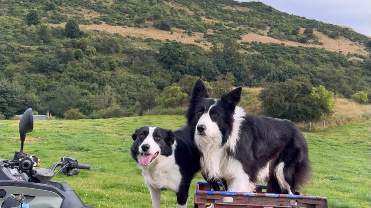 Two border collies herding sheep on extreme wild terrain