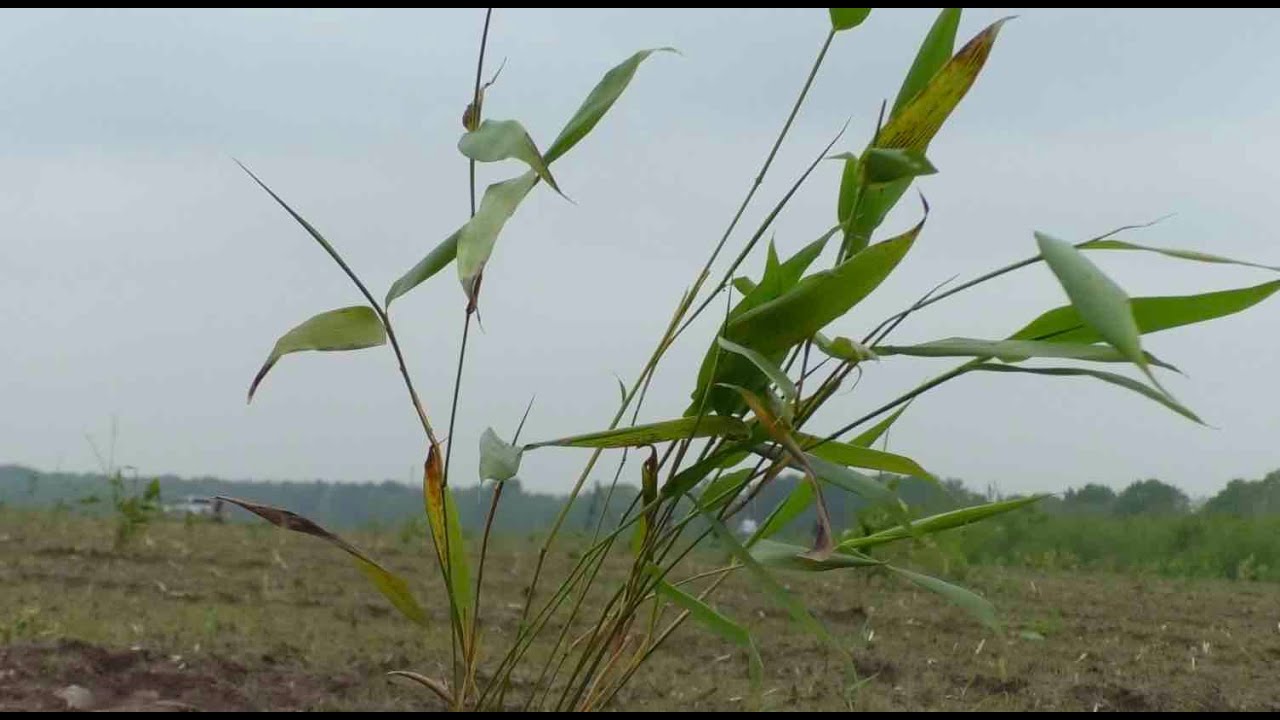 Bamboo as Dutch crop of the future