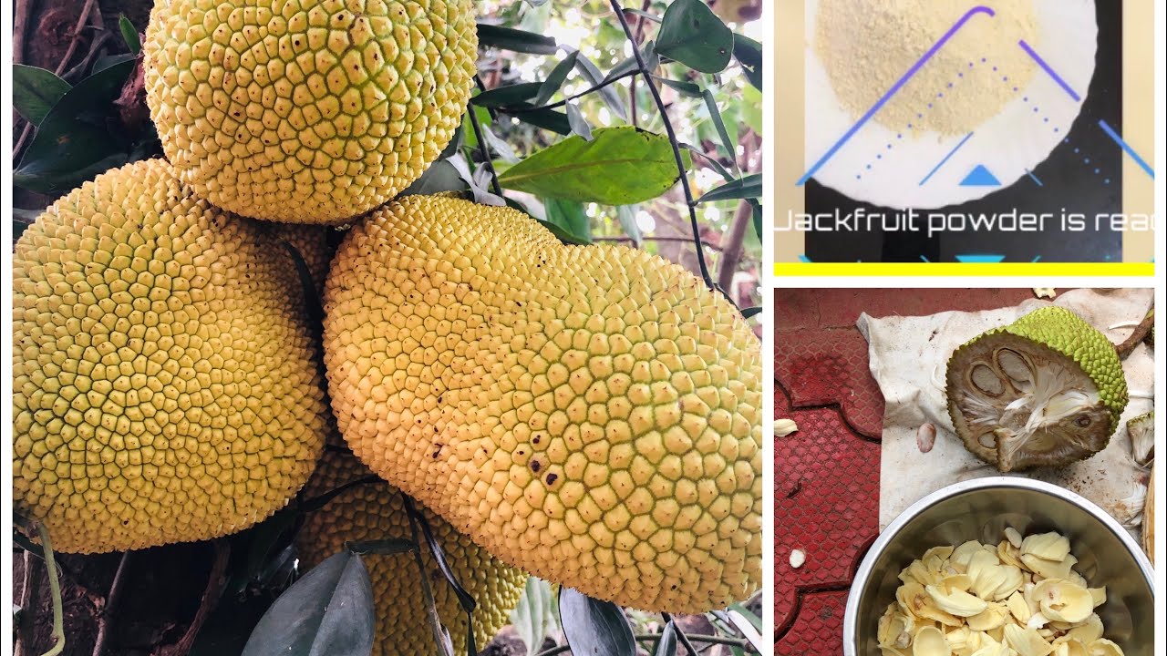 Jackfruit powder/chakkapodi/make jackfruit powder at home/good to control diabetes