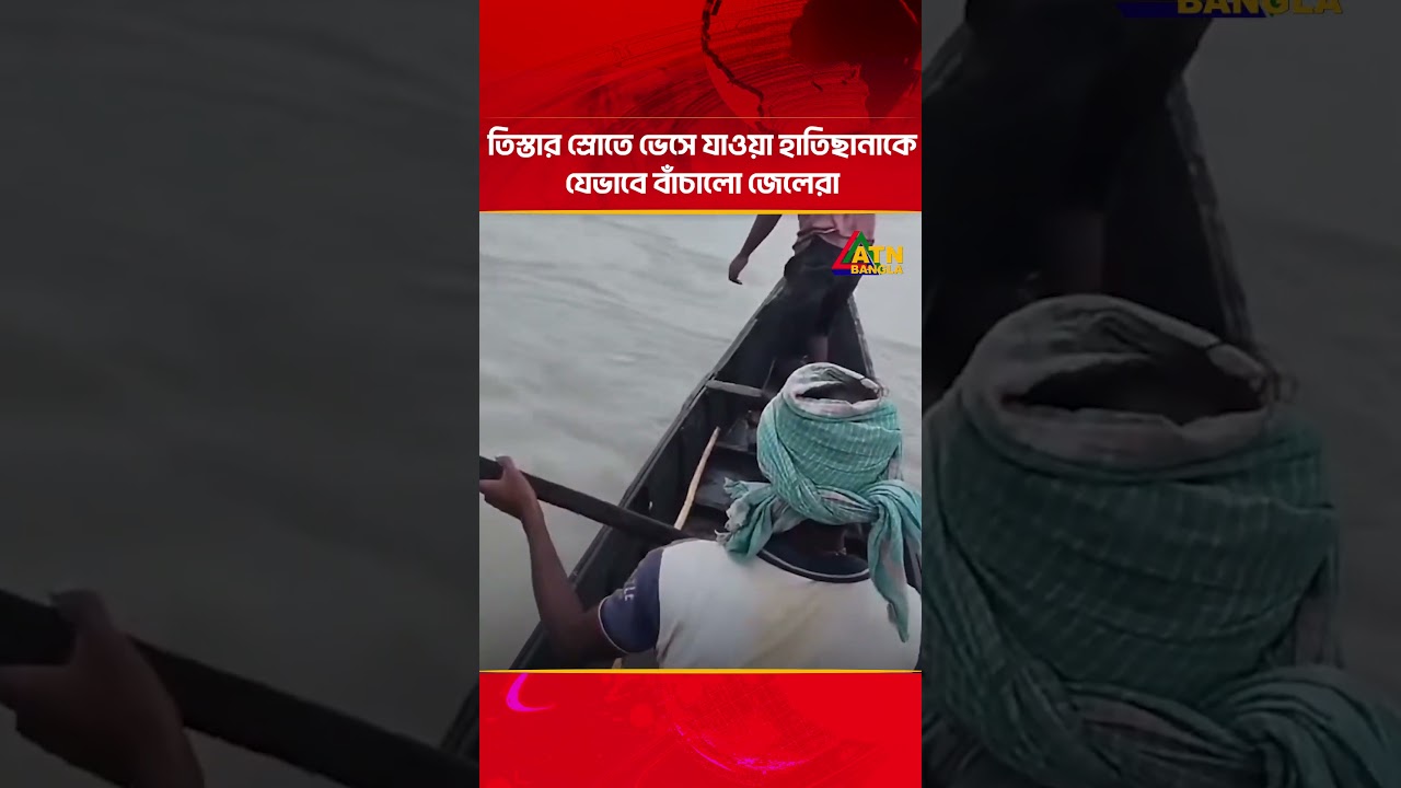 তিস্তার স্রোতে ভেসে যাওয়া হাতিছানাকে যেভাবে বাঁচালো জেলেরা, ভিডিও ভাইরাল! | ATN Bangla News