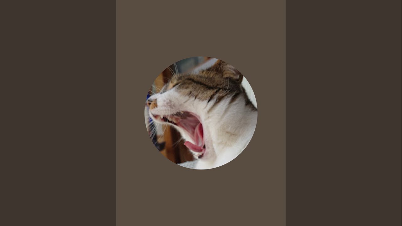 猫のどんぐりとぬぬぬぬライブ配信中！