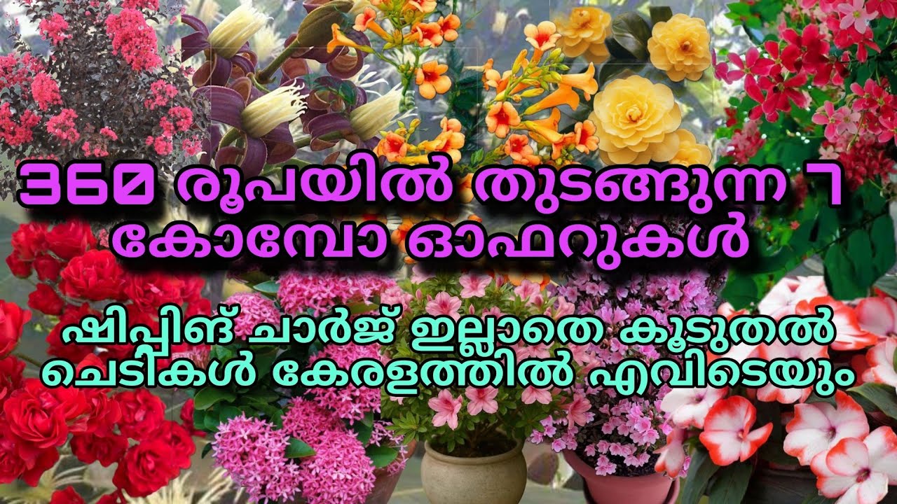 🔥🌺📦 പൂച്ചെടികൾ മാത്രമുള്ള 7 കോമ്പോ ഓഫറുകൾ #reels #viral #trending #gardening 