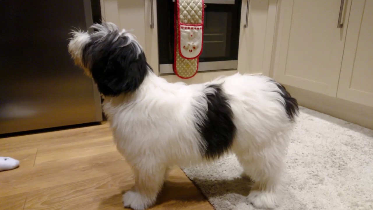 Luka Minoson Polski Owczarek Nizinny/ Polish Lowland Sheepdog