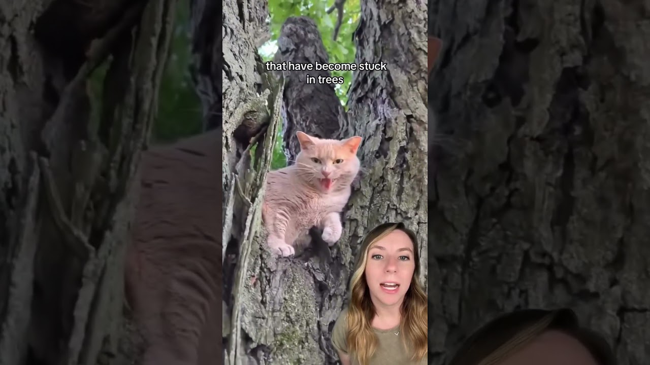 Professional tree climber saves cats and asks for NOTHING in return