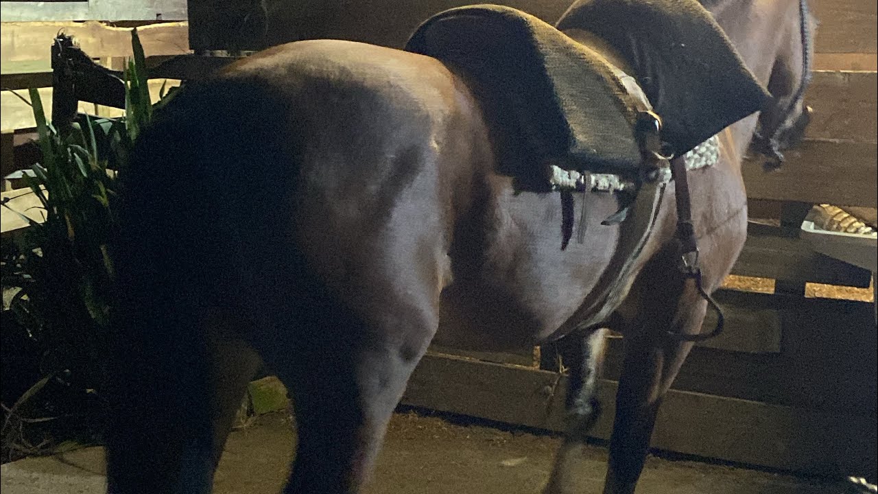 Cavalgada Blumenau Santa Catarina #cavalocrioulo #horse #cavalo 