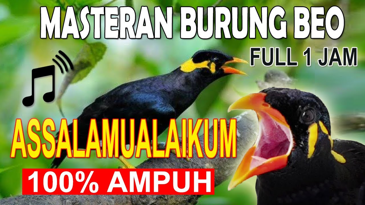 MASTERAN BURUNG BEO ASSALAMUALAIKUM FULL 1 JAM 🐦👍