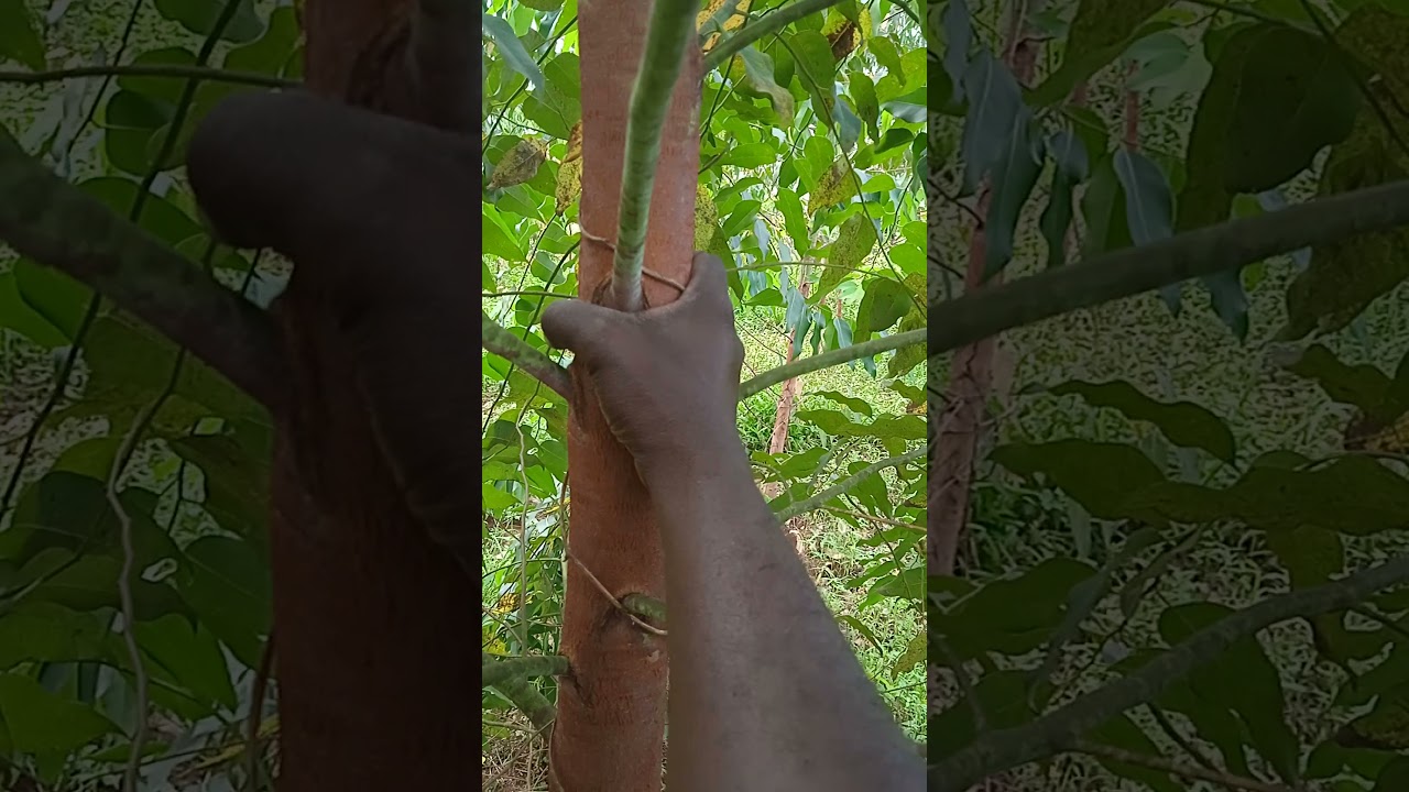 differences btn guz and GC eucalyptus varieties