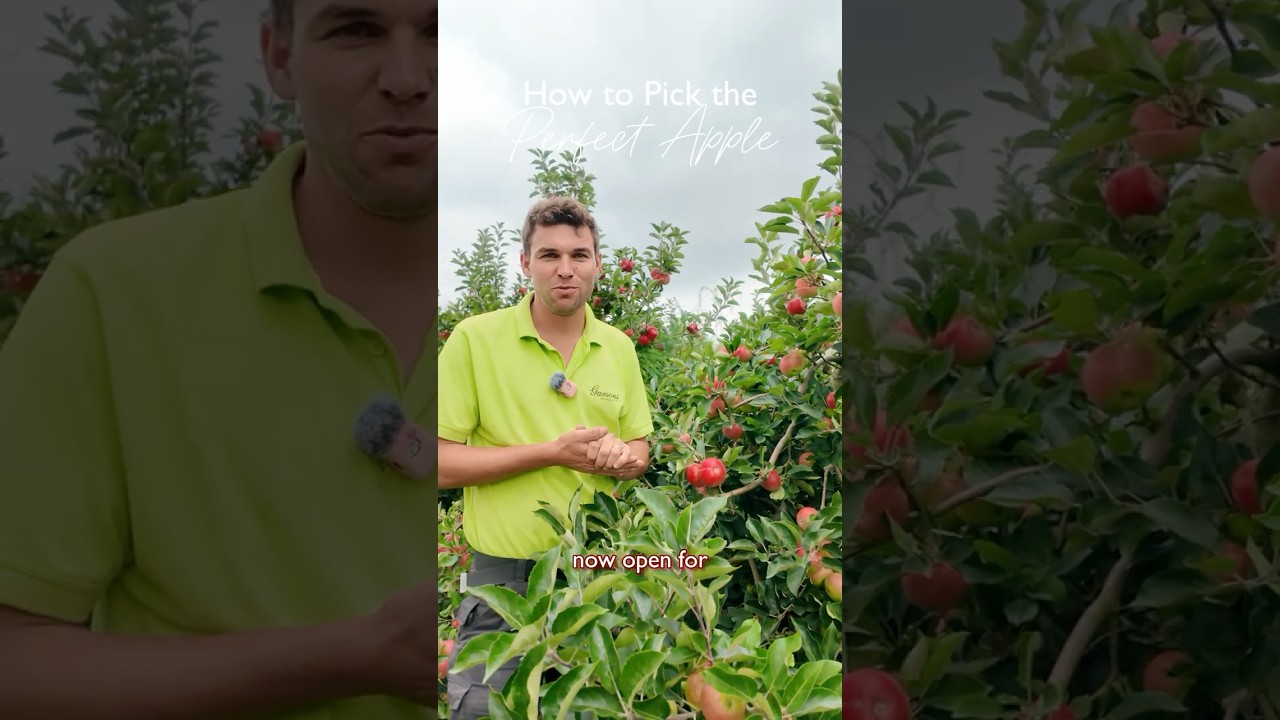 How to Pick: Apples | Garson Farm #farming #britishsummer