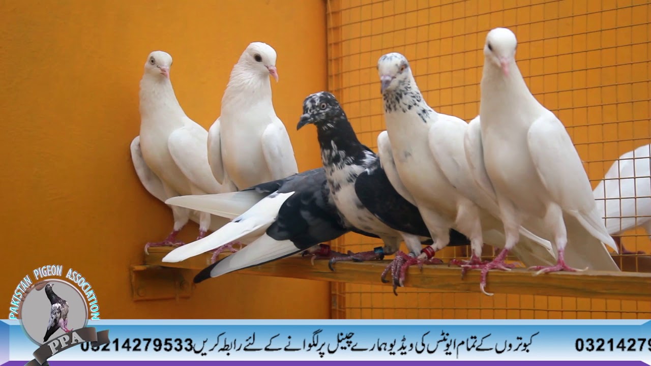 Shehar Fareed Kay Original Champion Nawab Shahadat Khan Lakhwera P1  Watch In HD Urdu/Hindi