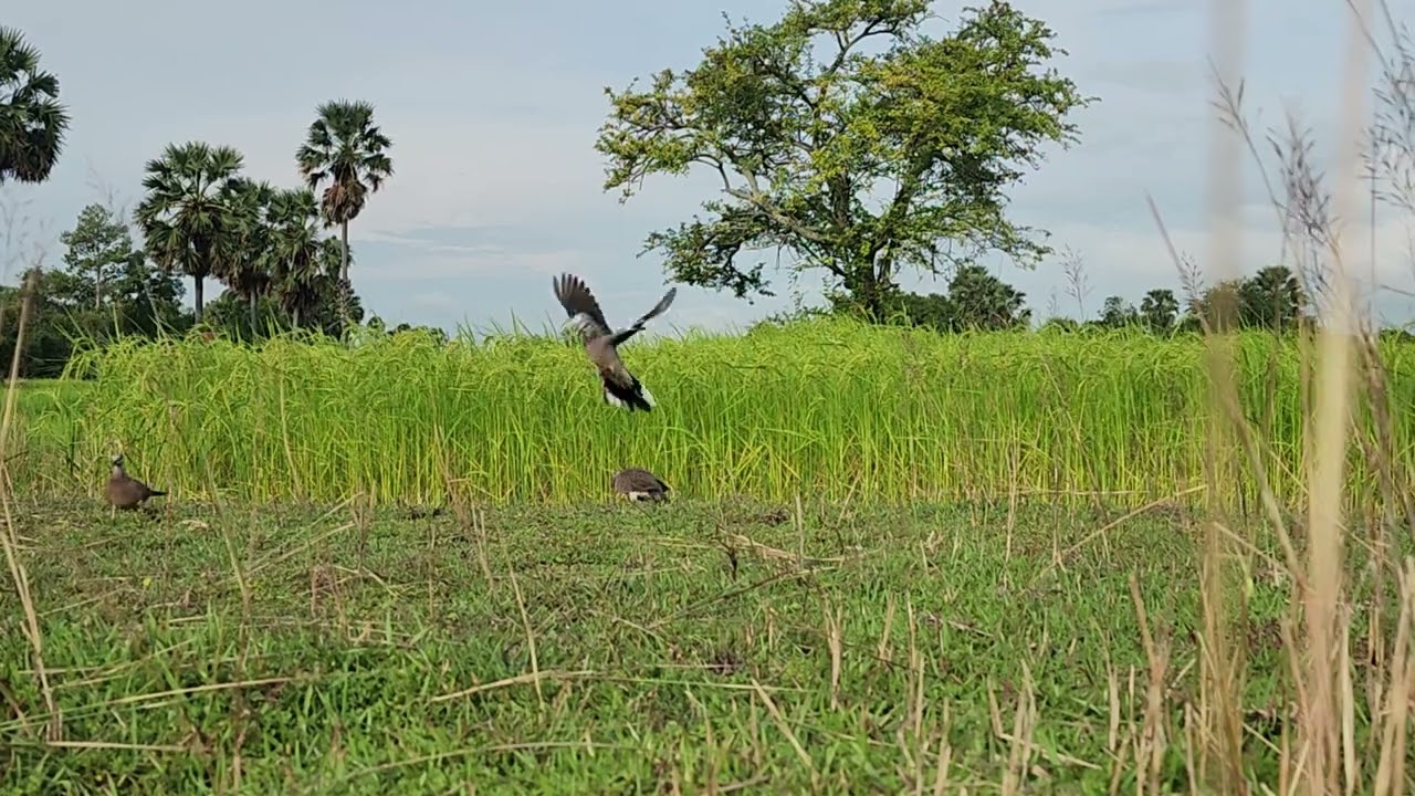 #ចុះអាជុំក្រឡង់មកជាប់ជុងដាច់វិញស្ដាយណាស់