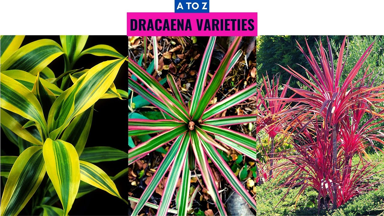 Dracaena Varieties A to Z