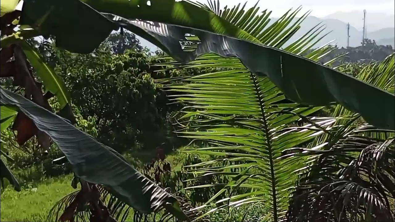 Dijual tanah sawah murah di barat kantor kelurahan margokaton. Seyegan. Sleman. Yogyakarta